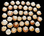 Lote composto por 42 conchas naturais - 08x09 cm