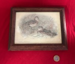 Quadro decorativo vintage, uma reprodução de alta qualidade de uma ilustração ornitológica clássica produzido na Itália entre as décadas de 1950 a 1980 .