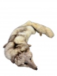 ACESSÓRIO FEMININO, uma (1) estola em pele natural de raposa, com corpo inteiro taxidermizado, cabeça, patas e cauda preservadas, em tonalidade bege e castanha, apresentando olhos aplicados e sinais compatíveis com o tempo e armazenamento, apresentando desgastes, medindo 120cm de comprimento.