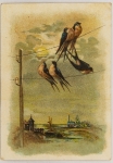 Colecionismo - Card de Propaganda com figuras de andorinhas pousadas em fios elétricos - No verso propaganda de Xarope e Depurativo do Sangue - Raulino Horn & Oliveira - Santa Catharina - Brasil - 11 x 7,5 cm
