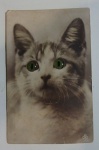 Cartão Postal Fotográfico de Gato com olho de vidro. No estado. Med. 8,5cm x 13,5cm