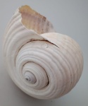 Concha do Mar natural em formato espiral .Medida : 15x15cm .