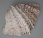 Antiga Concha do mar natural marinha , levemente decorado em tons rosado . Medindo : 17x13x6cm . Existe outro lote com o mesmo tamanho e semelhança.