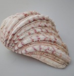 Antiga Concha do mar natural marinha , levemente decorado em tons rosado . Medindo : 17x13x6cm . Existe outro lote com o mesmo tamanho e semelhança.