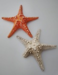 Duas estrelas do mar em Resina para pendurar em parede. No estado , sendo uma com a ponta quebrada e outra com as pontinhas quebradas . Medindo : 20x20x5cm