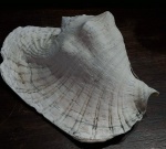 Antiga Concha do mar natural marinha , tipo caracol . Medindo : 32x27x17 cm.