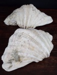 Lote com Duas Antigas Conchas do mar natural marinha . Medindo : 26x17x8cm .