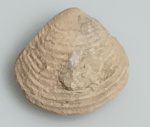 BIVALVE FOSSILIZADO ORIGINAL COM CERTIFICADO - OS BIVALVES APRESENTAM CORPO MOLE INCLUSO EM UMA CARAPAÇA COMPOSTA POR DUAS VALVAS SEND QUE AS CONCHAS SUPERIOR E INFERIOR TEM O MESMO TAMANHO - ESPECIE LAEVASTARTE SP - PERIODO EOCENO - MEDIDAS: 3 X 1,2 CM - PESO: 4 GRAMAS - ENCONTRADO NO SAARA OCIDENTAL - EM PERFEITO ESTADO CONFORME FOTOS