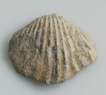 BRAQUIOPODE FOSSILIZADO ORIGINAL COM CERTIFICADO - OS BRAQUIOPODES APRESENTAM CORPO MOLE INCLUSO EM UMA CARAPAÇA COMPOSTA POR DUAS VALVAS, SEMELHANTE AOS BIVALVES, NO ENTANTO NOS BRAQUIOPODES A CONCHA INFERIOR E MAIOR DO QUE A SUPERIOR - ESPECIE ATRYPA SP - PERIODO DEVONIANO - MEDIDAS: 3 X 1,2 CM - PESO: 4 GRAMAS - ENCONTRADO NO SAARA OCIDENTAL - EM PERFEITO ESTADO CONFORME FOTOS