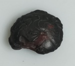 GONIATITA FOSSILIZADO ORIGINAL COM CERTIFICADO - ESPECIE INDETERMINADA - PERIODO DEVONIANO -  MEDIDAS: 1,5 X 1,5 CM - PESO: 1 GRAMA - ENCONTRADO NO MARROCOS - EM PERFEITO ESTADO CONFORME FOTOS