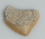 DENTE DE TUBARAO CORVO FOSSILIZADO ORIGINAL COM CERTIFICADO - ESPECIE SQUALICORAX - PERIODO CRETACEO - MEDIDAS: 2,5 X 2,0 CM - PESO: 1 GRAMA - ENCONTRADO EM DAKHIA MARROCOS - EM PERFEITO ESTADO CONFORME FOTOS