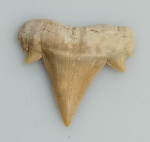 DENTE DE TUBARAO SCAPANORHYNCHUS ORIGINAL COM CERTIFICADO - ESPECIE SCAPANORHYNCHUS - PERIODO PALEOCENO/EOCENO - MEDIDAS: 2,5 X 2,0 CM - PESO: 2 GRAMAS - ENCONTRADO EM DAKHIA MARROCOS - EM PERFEITO ESTADO CONFORME FOTOS