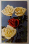 Antigo Cartão-Postal Floral  Rosas Amarelas e Vermelha  Meados do Séc. XXComposição artística composta por três rosas amarelas abertas e uma rosa vermelha vibrante em destaque central, sobre fundo azulado profundo.