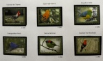 2009 - Comemorativo. Aves Exuberantes, selos do B-153, C2900 e C2905 (vide foto) - mint (40 UF).