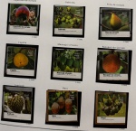 2016 - Bloco. Frutas do Cerrado. 9 selos do B-196, C3641 a C3649 (vide foto) - mint (54 UF).