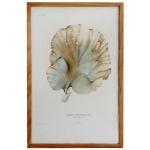 Iridée Étincelante. Litografia francesa a cores. Autoria de Bory de St Vincent com data de Junho de 1827, gravação de Barrois e edição da Imprimerie de Rémond. Séc. XIX. 45 x 29 (MI). 49 x 32 cm (ME). Moldura em madeira lisa.