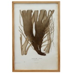 BORY DE ST. VINCENT - Durvilla Utilis. Gravura. Ass. e datado 1827. 46 x 30 cm (MI). 50 x 32 cm (ME).