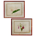 SAMUEL SAVADO - C. MRS FREDERICK KNOLLYS. Pendant de gravuras botânicas retratando orquídeas. 28 x 36 cm (MI). 43 x 53 cm (ME). Estes tipos de impressões botânicas são frequentemente atribuídas a registros históricos de orquídeas.