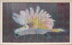 VALDONÊS (Valdonês dos Santos Ribeiro, MA - 1972): "Cacatua". Óleo sobre tela. Assinado no canto superior direito. Verso assinado, intitulado e localizado. Medidas: Alt.: 60 x Comp.: 100 cm.