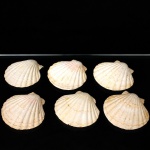 Conjunto de conchas marinhas naturais, composto por seis(06) exemplares do tipo vieira (Pectinidae). Exemplares de formato semicircular, com nervuras radiais em relevo e coloração natural. Destinadas à decoração, composição de mesa ou uso como recipientes para pequenas porções em serviço gastronômico. Medida: Diam.: 11 cm.