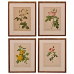 Conjunto de 4 gravuras em cores, representando galhos com suas flores, tendo os seus nomes botânicos em latim e em francês na parte inferior. Entre outras, autoria de P. I. Redouté, gravação de Langlois e impressão gráfica de Rémond. 35 x 25 cm (MI). 50 x 40 cm (ME).