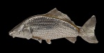 Antigo porta guardanapo, produzido em metal espessurado a prata, no formato de peixe, medindo 10 x 23cm.