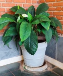 Grande vaso em concreto - 42x46 cm - acompanha planta e prato - SOMENTE RETIRADA.
