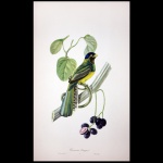 DESCOURTILZ, Jean Théodore (c. 1796-1855)  Couroucou Arangal. Lith. De Callier. 52 x 31 cm. Obra sem moldura.