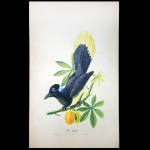 DESCOURTILZ, Jean Théodore (c. 1796-1855)  Pie Cache. Lith. De Callier. 52 x 31 cm. Obra sem moldura.