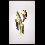 DESCOURTILZ, Jean Théodore (c. 1796-1855)  Pic a Ventre Rouge. Lith. De Callier. 52 x 31 cm. Obra sem moldura.