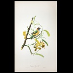 DESCOURTILZ, Jean Théodore (c. 1796-1855)  Tangara. Passe-Vert. Lith. De Callier. 52 x 31 cm.
