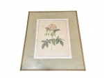 QUADRO, uma (1) gravura botânica decorativa, provavelmente uma cromolitografia (impressão colorida) de fins do século XIX / início do século XX, representando um ramo de rosa (Rosa sp.), no estilo clássico das pranchas científicas europeias, frente envidraçada, moldura em madeira com patina dourada (desgastes na douração) apresenta marcas do tempo e rugas no papel, medindo 55,5x47cm.