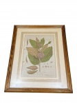 QUADRO, uma (1) gravura antiga com representação científica de espécie vegetal, em composição típica de pranchas botânicas dos séculos XVIII/XIX, apresentando folhas, flores, sementes e cortes explicativos, moldura em madeira clara, apresentando leves danos na pintura, medindo 62x50cm.