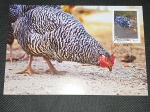 Brasil, máximo postal, padrão real, 2018, com selo e CBC, "ANIMAIS DOMÉSTICOS - Série Pets"