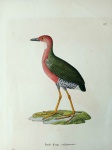 Pássaros Brasileiros:"TEMMINCK, Coenraad Jacob". Poule d'eau rubigineuse: Litografia colorida à mão por Nicolas Huet, extraída de "Nouveau Recueil de Planches Coloriées d'Oiseaux", c. 1820-1839.Prancha nº 357. Ave: Saracura-três-potes / Rufous-necked Wood-Rail - Aramides cajaneus.Representa a ave em pé sobre solo gramado. Notável coloração: cabeça, pescoço e peito de tom vináceo-ferrugíneo, dorso e asas verde-oliva, flancos e ventre com barras pretas e brancas. Bico preto, garganta branca e pernas amarelas longas, típicas de ave ribeirinha. Espécie amplamente distribuída pelas Américas. Papel vergé de época. Colorido original de época, com cores vivas e bem preservadas. Medidas da área impressa: 21 x 37 cm ( Excelente estado de conservação)