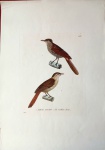 Pássaros Brasileiros: "TEMMINCK, Coenraad Jacob". Anabate moucheté et Id. oreillon-brun: Litografia colorida à mão por Jean-Gabriel Prêtre, extraída de "Nouveau Recueil de Planches Coloriées d'Oiseaux", c. 1820-1839. Prancha nº 258. Representa 2 espécies de arapaçu brasileiras sobre galhos:1. Arapaçu-pintado / Buff-throated Woodcreeper - Xiphorhynchus guttatus. Notável plumagem marrom com peito e garganta estriados de branco e bico fino e longo.2. Arapaçu-rajado / Narrow-billed Woodcreeper - Lepidocolaptes angustirostris. Dorso marrom, partes inferiores claras e cauda ruiva distintiva. Papel vergé de época. Colorido original de época, preservado. Medidas da área impressa: 27 cm x 21 cm ( Bom estado de conservação)Base 1200