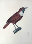 Pássaros Brasileiros: "TEMMINCK, Coenraad Jacob". Brève thorachique, mâle: Litografia colorida à mão por Jean-Gabriel Prêtre, extraída de "Nouveau Recueil de Planches Coloriées d'Oiseaux", c. 1820-1839.Prancha nº 76. Ave: Formigueiro-de-garganta-branca / White-plumed Antbird - Pithys albifrons. Representa exemplar macho pousado sobre galho. Notável plumagem castanho-avermelhada, face e garganta de tom azul-escuro, e distintivo colar/peitoral branco. Inclui estudo detalhado do bico no canto inferior direito. Espécie insetívora da Amazônia, conhecida por seguir enxames de formigas de correição. Papel vergé de época. Colorido original de época, com excelente saturação. Medidas da área impressa: 21 x 27 cm(Bom estado de conservação. Margens amplas)