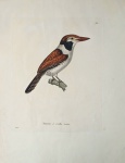 Pássaros Brasileiros: "TEMMINCK, Coenraad Jacob". Tamatia à oreilles noires. Litografia colorida à mão por Jean-Gabriel Prêtre, extraída de "Nouveau Recueil de Planches Coloriées d'Oiseaux", c. 1820-1839.Prancha nº 94. Ave: Bucão-de-orelha-preta / Great Puffbird - Bucco macrorhynchos.Representa a ave pousada sobre galho. Notável por bico grosso e longo de coloração vermelha, mancha auricular preta, plumagem superior ruiva com finas barras e partes inferiores brancas. Cauda longa com barras brancas. Espécie típica da Bacia Amazônica.Papel vergé de época. Colorido original de época, preservado e com brilho. Medidas da área impressa: 21 x 27 cm. (Excelente estado de conservação)