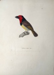 Pássaros Brasileiros: "TEMMINCK, Coenraad Jacob". Barbican masqué, adulte: Litografia colorida à mão por Jean-Gabriel Prêtre, extraída de "Nouveau Recueil de Planches Coloriées d'Oiseaux", c. 1820-1839.Ave: Barbudo-de-cara-vermelha / Black-collared Barbet - Lybius rubricollis. Representa um exemplar adulto pousado sobre um galho. Destaque para a notável coloração: fronte, face e garganta de um vermelho intenso, colar nucal e peito superior negros, ventre amarelo-claro e dorso/asa de tom marrom-escuro com remiges frisadas em amarelo. Bico forte negro, típico da família. Papel vergé de época. Colorido original de época, preservado. Medidas da área impressa: 27 x 21 cm (Excelente estado de conservação. Grandes margens.)Base 1400 reais