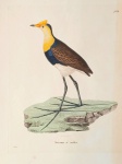 Pássaros Brasileiros : "TEMMINCK, Coenraad Jacob". Iacana à crêtes: Litografia colorida à mão por Jean-Gabriel Prêtre, extraída de "Nouveau Recueil de Planches Coloriées d'Oiseaux", c. 1820-1839. Prancha nº 464. Ave: Jacana-cristada / Pheasant-tailed Jacana - Irediparra gallinacea.Representa a ave em pé sobre base rochosa, com notáveis patas e dedos longos. Coloração original preservada: crista e peito amarelos, faixa peitoral azul, dorso castanho e ventre branco. Medidas da área impressa: 27 x 21 cm. (Papel de época. Colorido original de época. Bom estado de conservação. Margens estreitas)