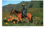 Cartão Postal Lesotho, Africa - A hoserman wi traditional and had pauses om a field of  red hot poket blooms, ref. 721, sem uso