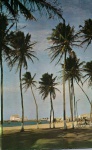 Cartão Postal Fortaleza, CE - Praia com Coqueiros e jangadas em Repouso, Editora Paranacart ref. K- 1115, sem uso