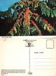 Cartão Postal Café - Kona Coffee Beans ref. B 7275, sem uso