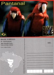 Cartão Postal Pantanal Matogrossense, MT - Arara Vermelha Grande Arara de Barriga Amarela, Editora Cartão Mariano ref. 37, sem uso