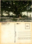 Cartão Postal Florianópolis, SC - Figueira Centenária na Praça XV, Editora Litoarte ref. SC-065, sem uso