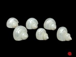 6 conchas naturais polidas adaptadas para porta guardanapo ou decoração de mesa. 