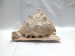 GRANDE - Concha natural da espécie Cassis tuberosa, popularmente conhecida como concha capacete ou oreiha de elefante. É um objeto decorativo marinho comumente encontrado no Nordeste do Brasil. Aprox. 12 x 14cm. Detalhes conforme fotos, _(ºLº)_ Caso necessite, tire todas suas dúvidas via atendimento personalizado por WhatsApp: (11) 98681-9377. Não deixe para última hora! Antecipadamente agradecemos pelo seu lance. Sem testes ou garantias futuras de originalidade, funcionalidade, material ou procedência.