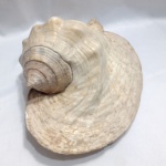 GRANDE - Concha Marinha Orelha de Elefante natural, frequentemente utilizada para decoração de ambientes. A superfície da concha apresenta texturas naturais e uma coloração clara, com tons que variam do branco ao bege. Aprox. 20 x 30cm. Detalhes conforme fotos, _(ºLº)_ Caso necessite, tire todas suas dúvidas via atendimento personalizado por WhatsApp: (11) 98681-9377. Não deixe para última hora! Antecipadamente agradecemos pelo seu lance. Sem testes ou garantias futuras de originalidade, funcionalidade, material ou procedência.