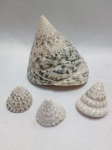 4 Conchas naturais da espécie Tectus pyramis, comumente conhecidas como conchas de Trochus. Elas apresentam um formato cônico ou piramidal com marcas em tons de verde e branco. Detalhes conforme fotos, _(ºLº)_ Caso necessite, tire todas suas dúvidas via atendimento personalizado por WhatsApp: (11) 98681-9377. Não deixe para última hora! Antecipadamente agradecemos pelo seu lance. Sem testes ou garantias futuras de originalidade, funcionalidade, material ou procedência.