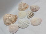 Lote com 8 conchas marinhas do tipo bivalve. Detalhes conforme fotos, _(ºLº)_ Caso necessite, tire todas suas dúvidas via atendimento personalizado por WhatsApp: (11) 98681-9377. Não deixe para última hora! Antecipadamente agradecemos pelo seu lance. Sem testes ou garantias futuras de originalidade, funcionalidade, material ou procedência.